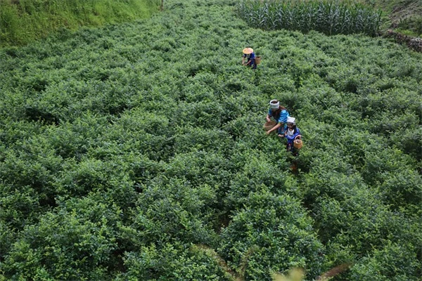 冬の庭こそチャンス！休眠期に植え替えする3つのコツ